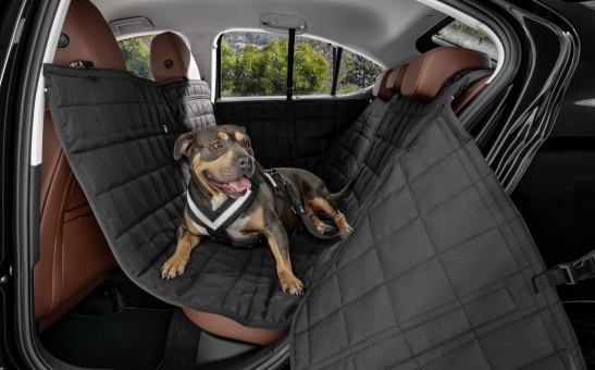 Back seat protection